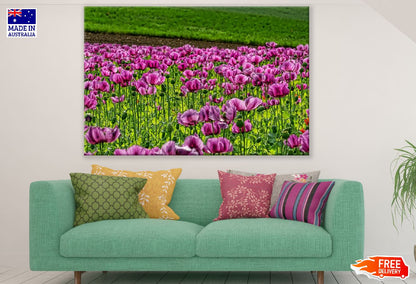 Purple Poppy Flowers Field Photograph Print 100% Australian Made