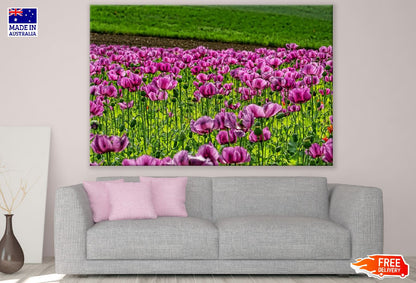 Purple Poppy Flowers Field Photograph Print 100% Australian Made
