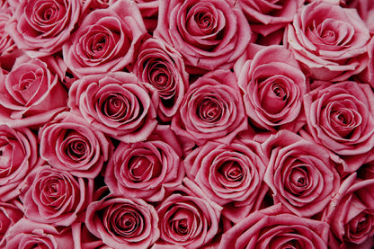 Pink Roses Flower Closeup View Photograph Print 100% Australian Made