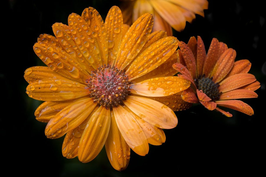 Orange Gerbera Flower with Water Droplet Photograph Print 100% Australian Made