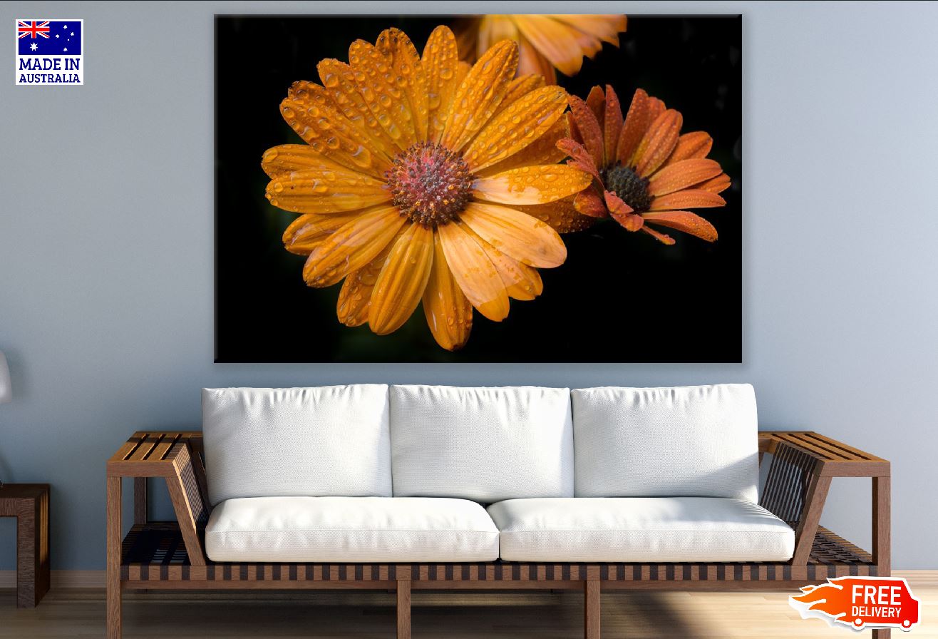 Orange Gerbera Flower with Water Droplet Photograph Print 100% Australian Made