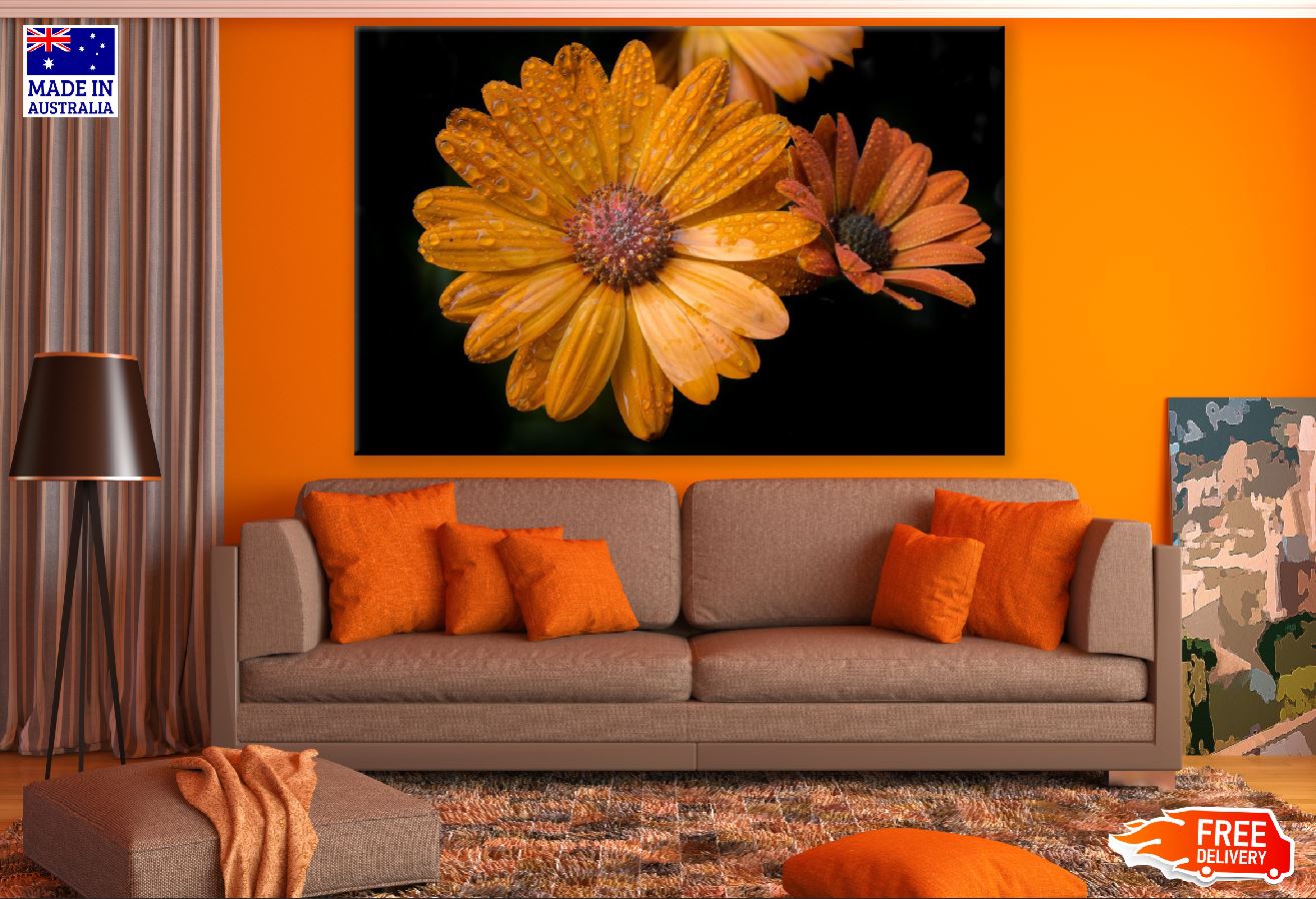 Orange Gerbera Flower with Water Droplet Photograph Print 100% Australian Made