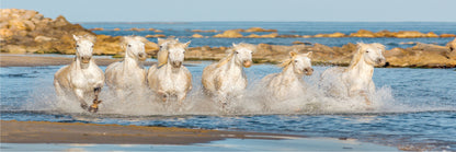 Panoramic Canvas Horses Running on Water High Quality 100% Australian made wall Canvas Print ready to hang