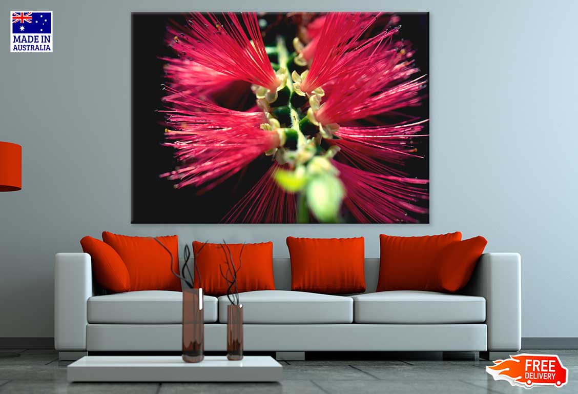 Bottlebrushes Flower Closeup View Photograph Print 100% Australian Made