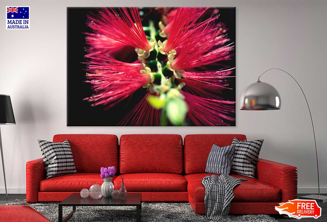 Bottlebrushes Flower Closeup View Photograph Print 100% Australian Made