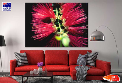 Bottlebrushes Flower Closeup View Photograph Print 100% Australian Made
