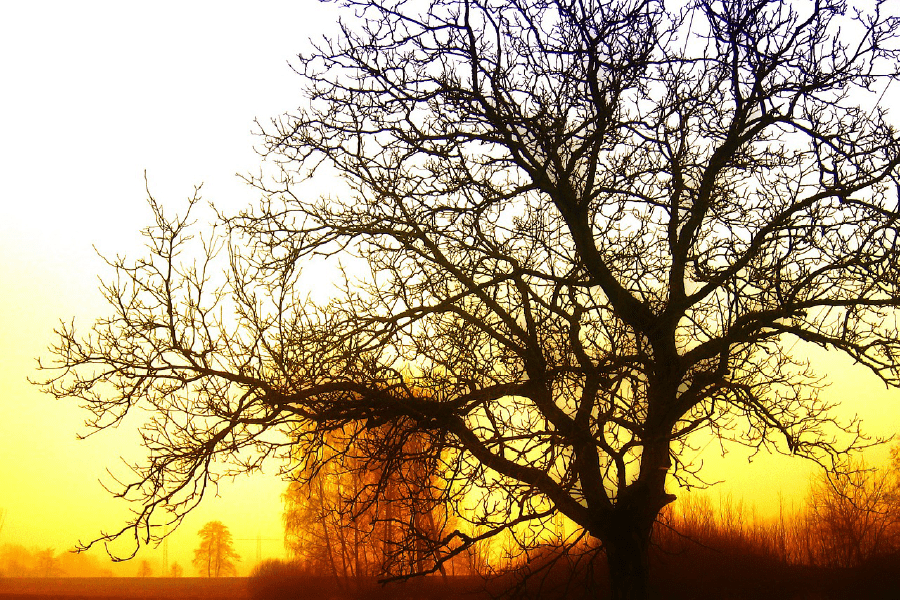 Lone Leafless Tree Sunset Photograph Print 100% Australian Made