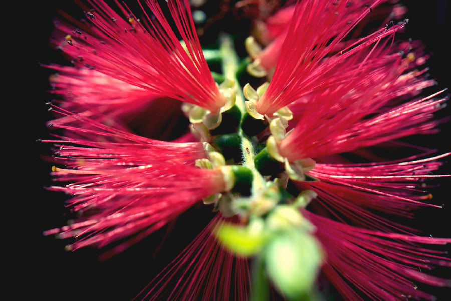 Bottlebrushes Flower Closeup View Photograph Print 100% Australian Made