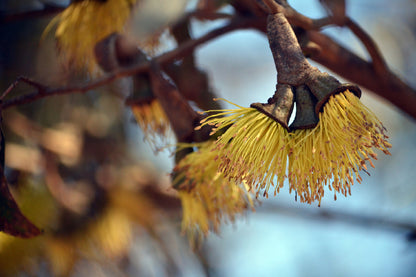 Yellow Blossom Flowers Photograph Print 100% Australian Made