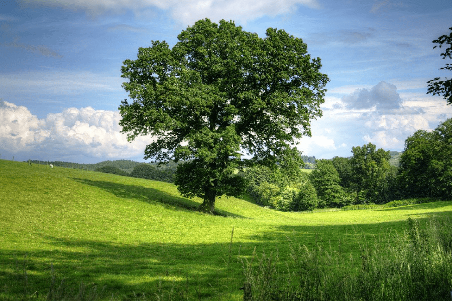 Green Tree on Grass Field Photograph Print 100% Australian Made