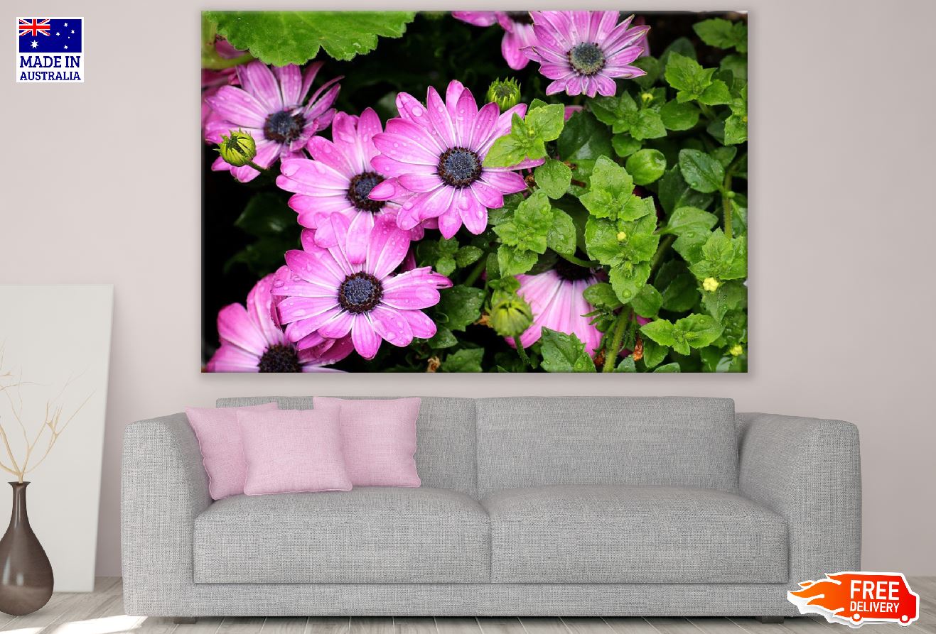 Pink Osteospermum Flowers with Leaves Photograph Print 100% Australian Made