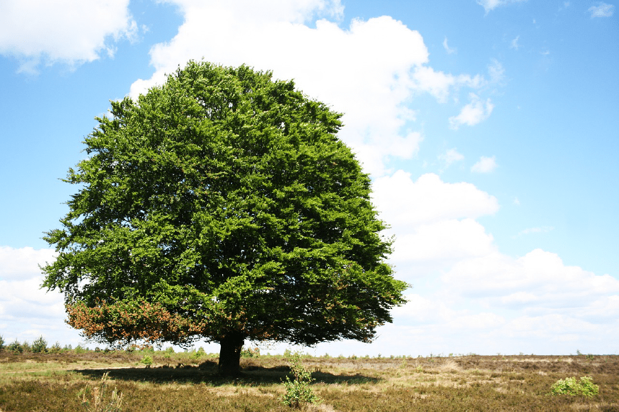 Old Big Tree Autumn Photograph Print 100% Australian Made