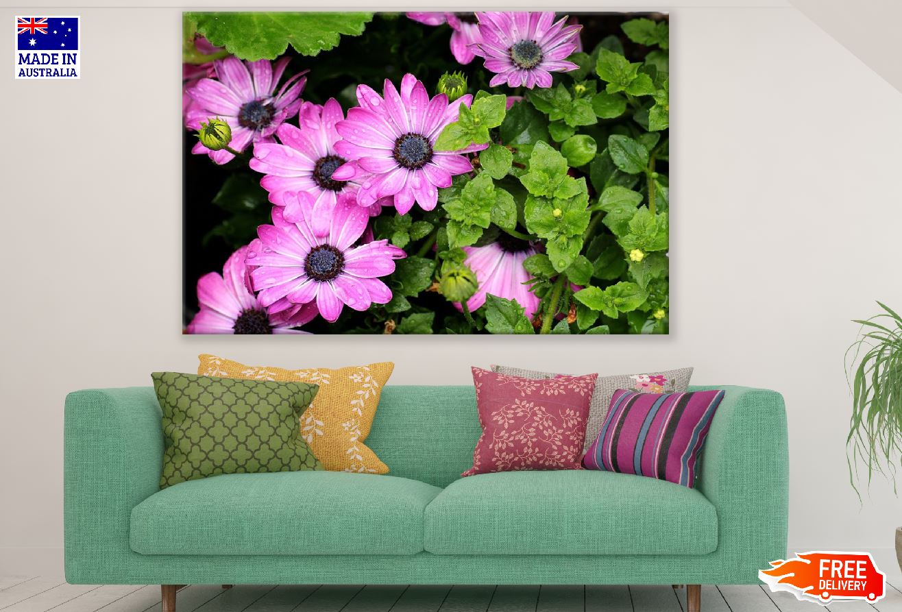 Pink Osteospermum Flowers with Leaves Photograph Print 100% Australian Made