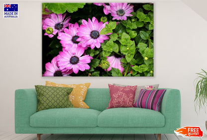 Pink Osteospermum Flowers with Leaves Photograph Print 100% Australian Made