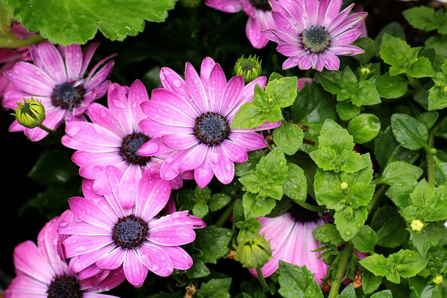 Pink Osteospermum Flowers with Leaves Photograph Print 100% Australian Made
