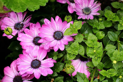 Pink Osteospermum Flowers with Leaves Photograph Print 100% Australian Made