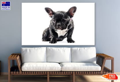 Black Dog Puppy Photograph Print 100% Australian Made