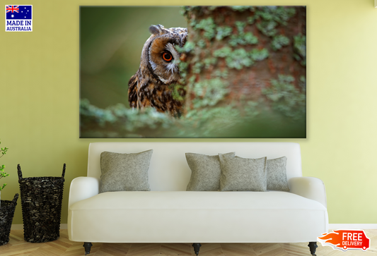 Owl Portrait Red Eye Photograph Print 100% Australian Made