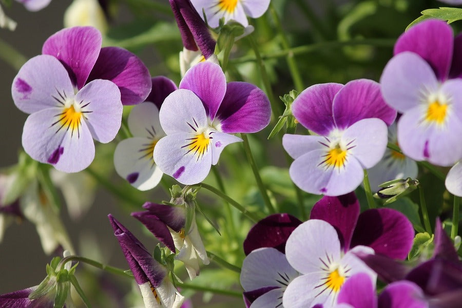Blue Purple Pansy Flowers Closeup Photograph Print 100% Australian Made