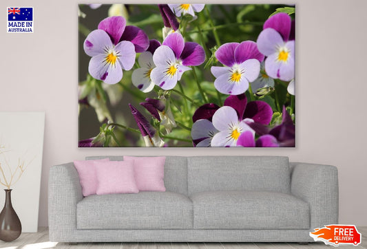 Blue Purple Pansy Flowers Closeup Photograph Print 100% Australian Made
