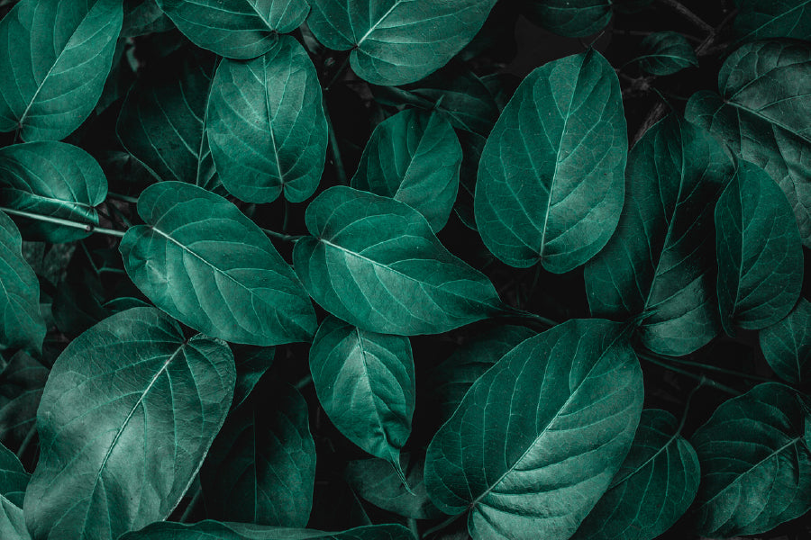 Dark Green Leaves Closeup View Photograph Print 100% Australian Made