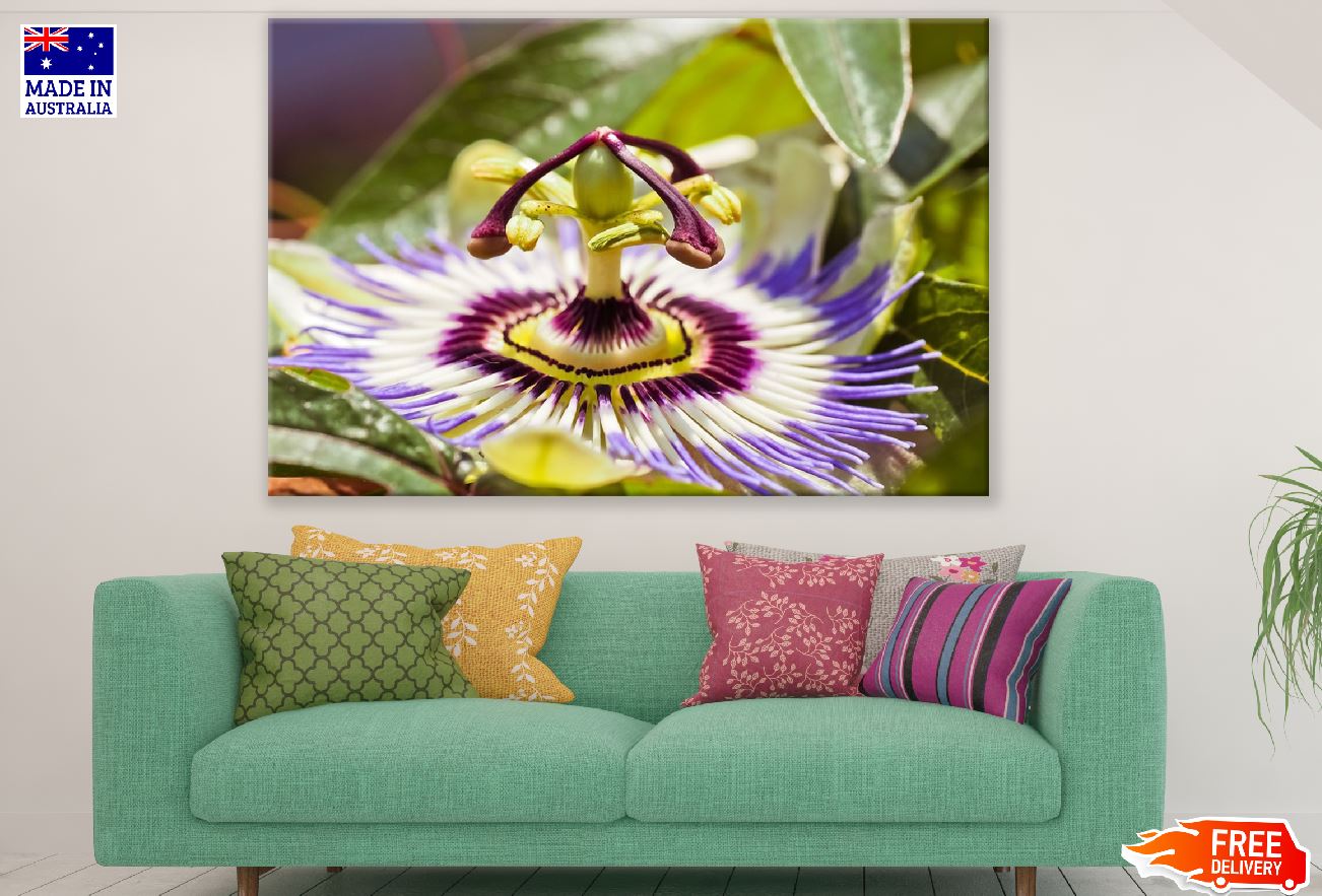 Passion Flower Closeup Photograph Print 100% Australian Made