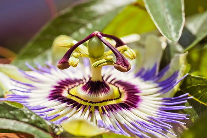 Passion Flower Closeup Photograph Print 100% Australian Made