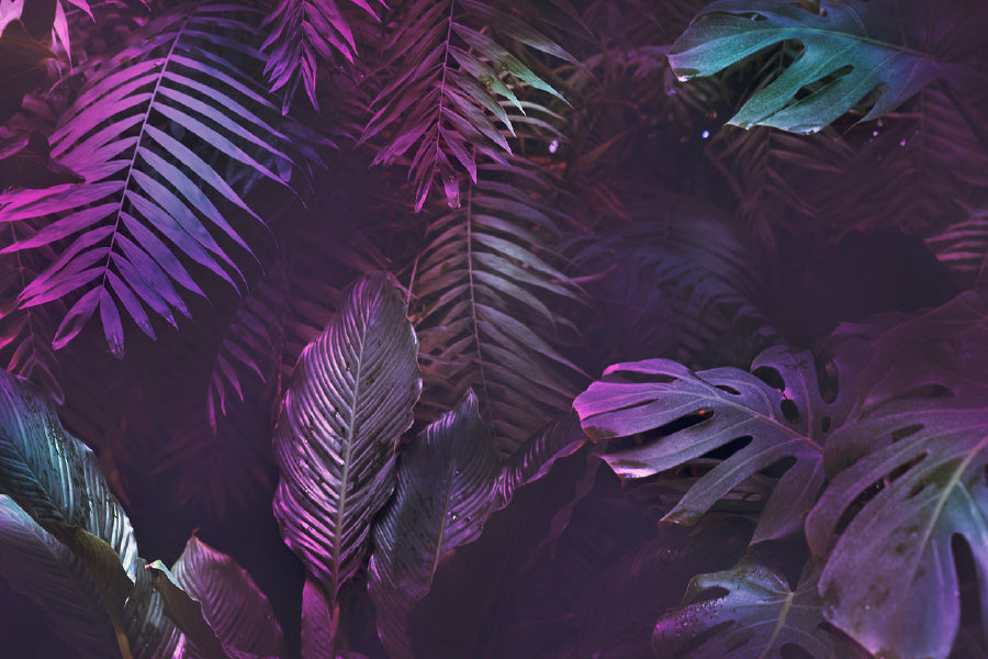 Purple Leaves Closeup Photograph Print 100% Australian Made
