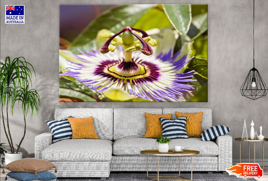 Passion Flower Closeup Photograph Print 100% Australian Made