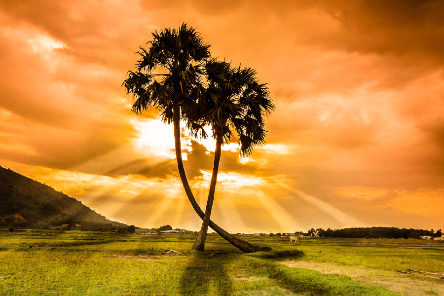 Toddy Palm Trees Sunset Photograph Print 100% Australian Made