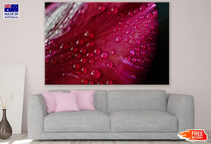 Red Flower Petal with Water Droplet Photograph Print 100% Australian Made