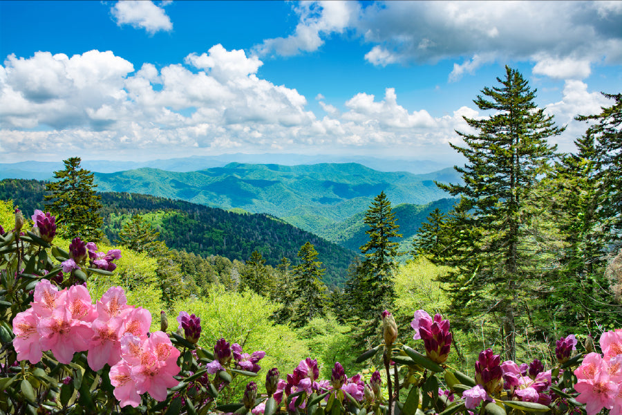 Flowers & Plants near Mountain View Photograph Print 100% Australian Made
