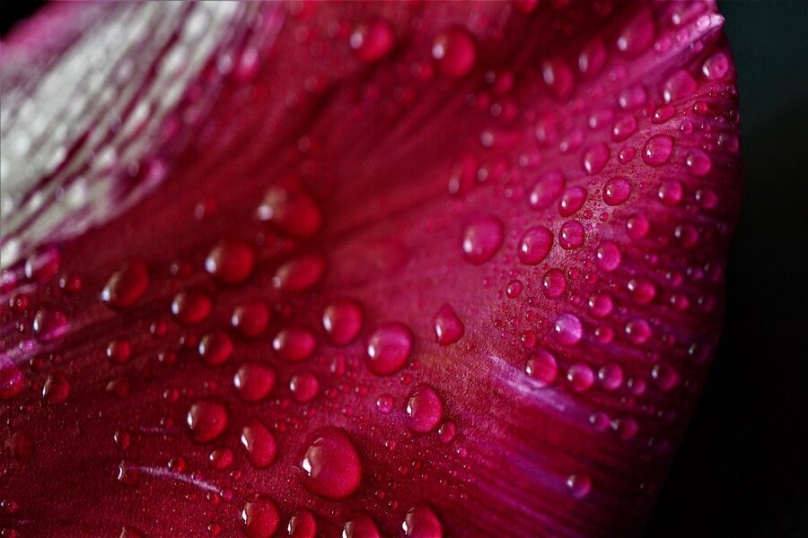Red Flower Petal with Water Droplet Photograph Print 100% Australian Made
