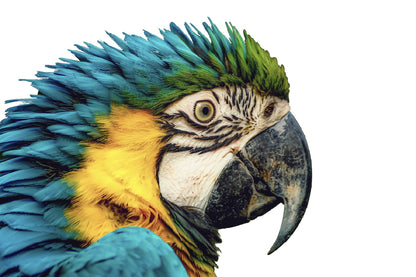 Par Parrot Closeup Side View Photograph Print 100% Australian Made