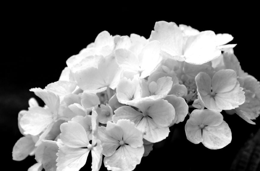 Hydrangea Flowers B&W View Photograph Home Decor Premium Quality Poster Print Choose Your Sizes