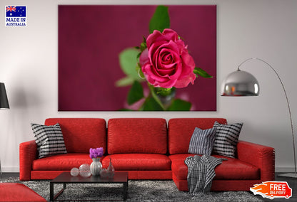 Isolate Red Rose Flower Photograph Print 100% Australian Made