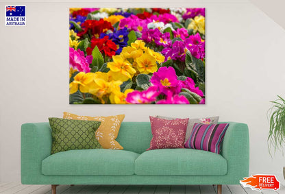 Colorful Primrose Flowers Field View Photograph Print 100% Australian Made