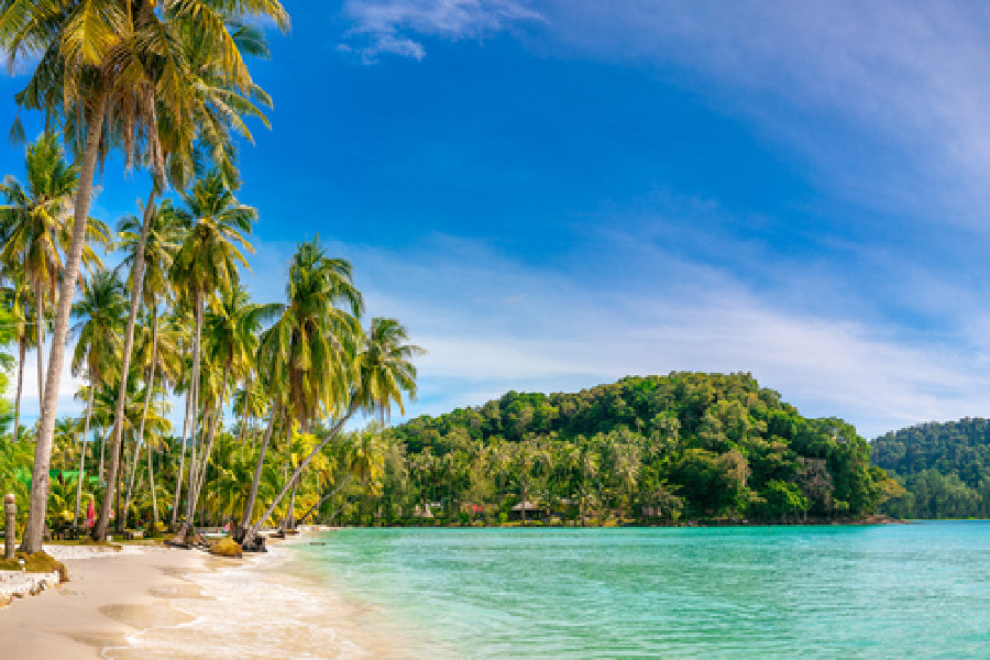 Sandy Beach & Palm Tree Blue Sky View Photograph Print 100% Australian Made