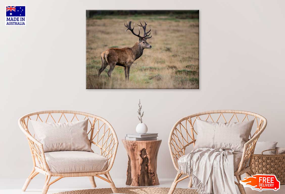 Red Deer Stag in Landscape Forest View Photograph Print 100% Australian Made