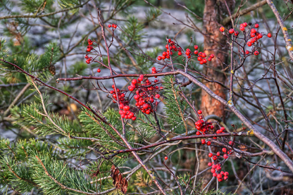 Buffaloberry Tree Closeup Photograph Print 100% Australian Made