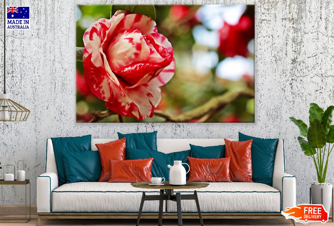 Red White Camellia Rose Photograph Print 100% Australian Made