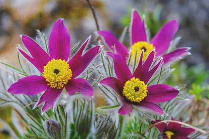 Pasque Flowers Closeup Photograph Print 100% Australian Made