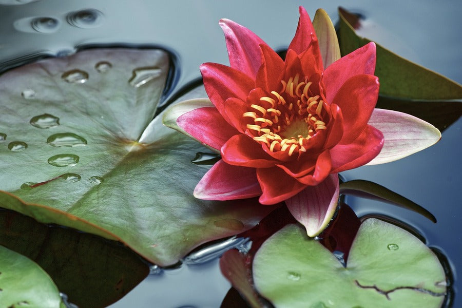Pink Lotus Flower with Leaves Closeup Photograph Print 100% Australian Made