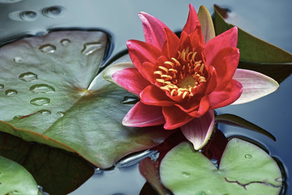 Pink Lotus Flower with Leaves Closeup Photograph Print 100% Australian Made