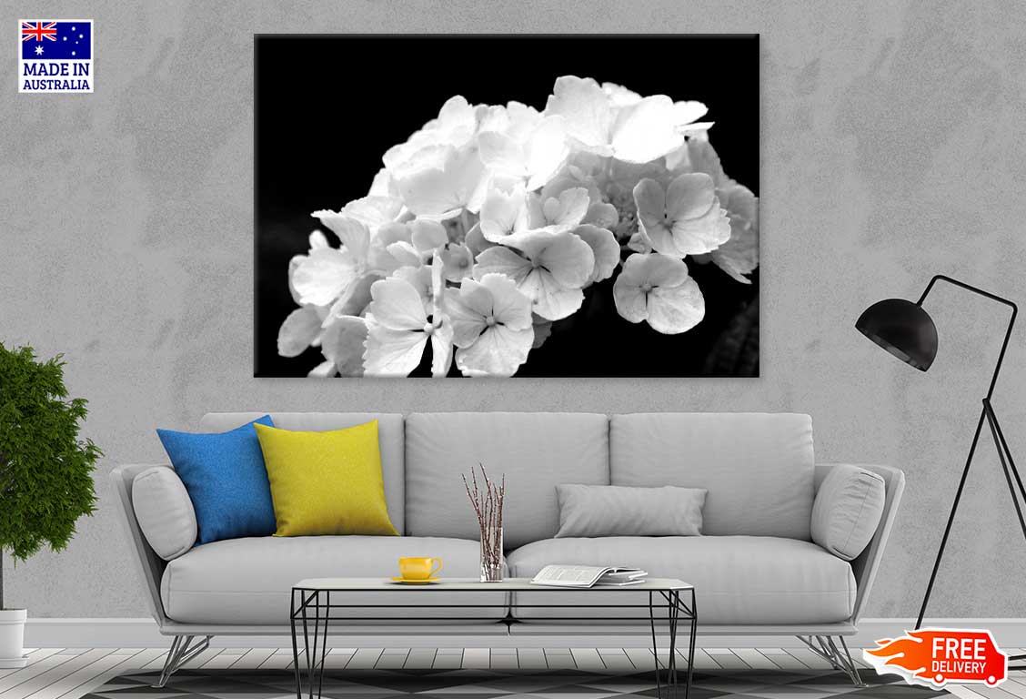 Hydrangea Flowers B&W Photograph Print 100% Australian Made