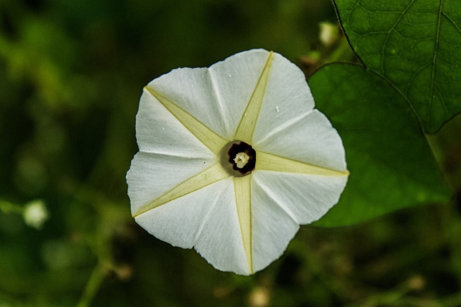 Beach White Moonflower Closeup Photograph Print 100% Australian Made