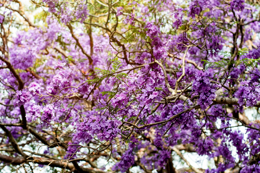 Blossom Flower Trees Photograph Print 100% Australian Made