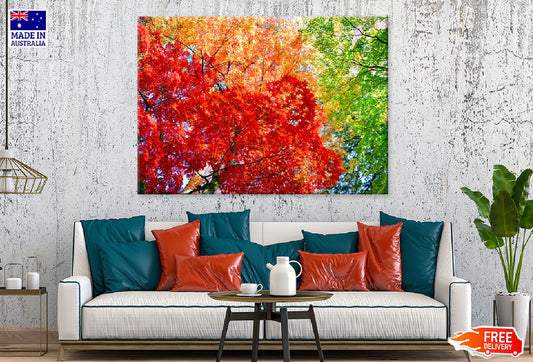 Red Orange & Green Autumn Trees Photograph Print 100% Australian Made