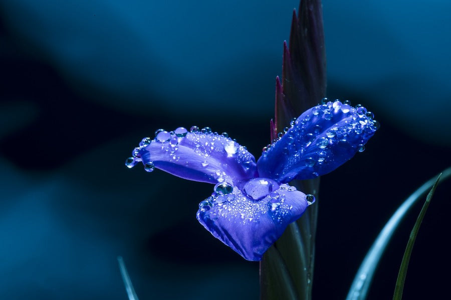 Water Drops on Blue Flower Closeup Photograph Print 100% Australian Made