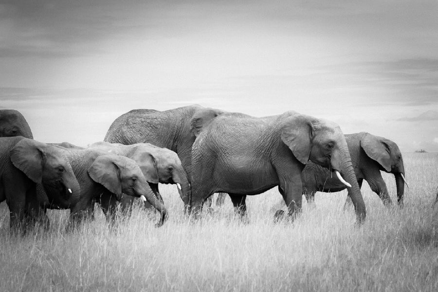 Elephants on Grass Field B&W View Photograph Print 100% Australian Made